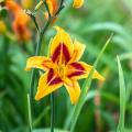 Hemerocallis