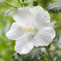 Hibiscus con fiori bianci