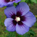 Hibiscus con fiori blu