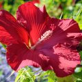 Hibiscus con fiori rossi