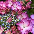 Ortensie per colore dei fiori