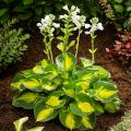 Hosta