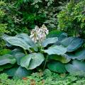 Hosta giganti