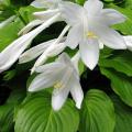 Hosta profumate