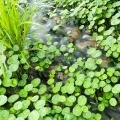 Hydrocotyle - Centella acquatica