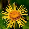 Inula