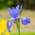 Iris siberiana