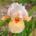 Iris intermedie