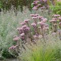 Giardino senza irrigazione