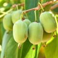 Actinidia arguta - Mini kiwi