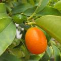 Kumquat