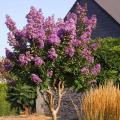 Lagerstroemia di grande taglia