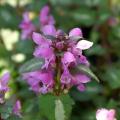 Lamium