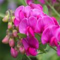 Lathyrus - Cicerchia