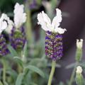 Lavandula stoechas - Lavanda selvatica