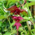 Leycesteria - Caprifoglio himalayano