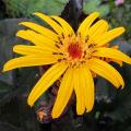 Ligularia