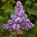 Lillà (Syringa)