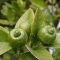 Lime - Limetta messicana