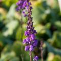 Linaria