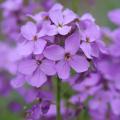 Lunaria