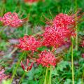 Lycoris - Giglio ragno