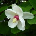 Magnolie a fiori bianchi