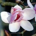 Magnolie a fiori rosa