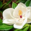 Magnolie a grandi fiori