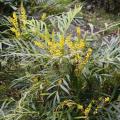 Mahonia senza spine