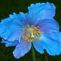 Meconopsis - Papavero azzurro