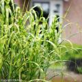 Miscanthus - Miscanto