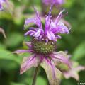 Monarda