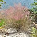 Muhlenbergia