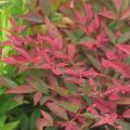 Nandina - Bambù sacro