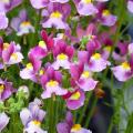 Nemesia