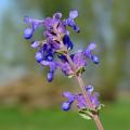 Nepeta - Erba gatta