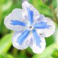 Omphalodes