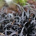 Ophiopogon