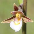 Orchidee rustiche