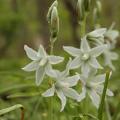 Ornithogalum - Ornitogallo