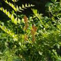 Osmunda