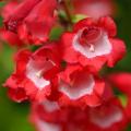 Penstemon