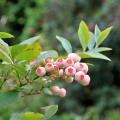 Vaccinium - Mirtillo