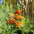 Phlomis arbustivi