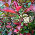 Photinia - Fotinia