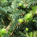 Abete rosso - Picea