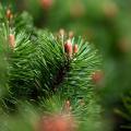 Pinus (Pino)