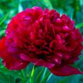 Peonie a fiori doppi