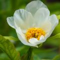 Peonie a fiori semplici